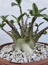 tree rose for sale tree rose for sale Bradenton