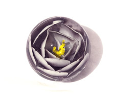 Boule presse papier d'occasion Boule presse papier d'occasion  Montpellier-