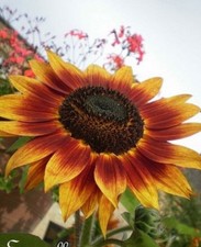 Tournesol bicolore floristan d'occasion  Metz-