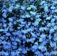 Lobelia mini plug for sale  LONDON
