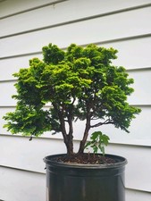 Hinoki cypress bonsai for sale  Milford