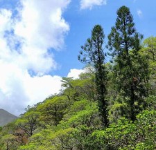 Araucaria luxurians semi usato  Napoli