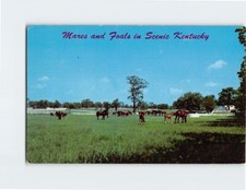 Postcard mares foals for sale  Stevens Point