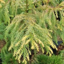 Japanese cedar conifer for sale  LONDON