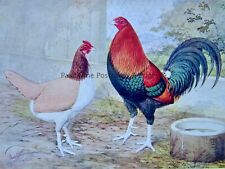 C1904 antique poultry for sale  UK