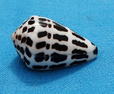 Conus ebraeus sable d'occasion  Saintes