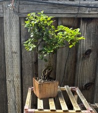 Graceful twisting chinese for sale  Brentwood