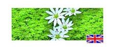 Callitriche stagnalis bunches for sale  MARKET RASEN