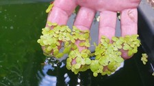 Riesen wasserlinse winterharte gebraucht kaufen  Kaiserslautern