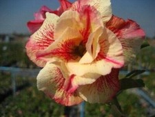Semi adenium obesum usato  Italia