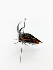 Entomology taxidermy membracid usato  Roma