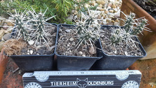 Cylindropuntia whipplei snow gebraucht kaufen  Mönchengladbach