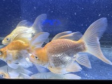 Live tropical fish for sale  New York