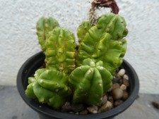 Echinocereus scheerii shown for sale Echinocereus scheerii shown for sale  PLYMOUTH