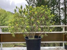 Euphorbia dendroides graines d'occasion  Cahors