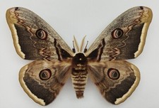 Saturniidae saturnia pyri d'occasion  Blagnac