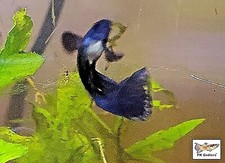 Endlers blue moscow for sale  Weare