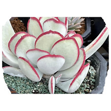 10x cotyledon orbiculata for sale  BEXHILL-ON-SEA