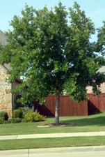 Chinkapin oak trees for sale  Paducah