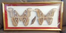Papillons attacus atlas d'occasion  Tarare