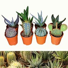 Mixed aloe vera for sale  GLASGOW