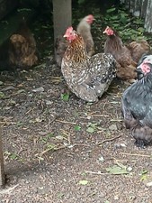 Pekin bantam eggs for sale  PONTYCLUN
