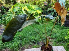 anthurium flower pot for sale anthurium flower pot for sale Hollywood