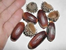 Cork oak acorns for sale  Beachwood