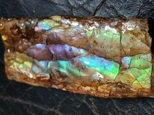 ammolite fossil for sale ammolite fossil for sale Colorado Springs