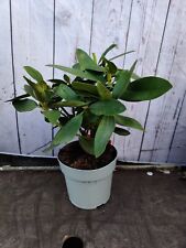 Rhododendron cunninghams white for sale  HARLOW