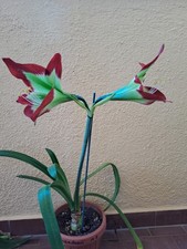 Hippeastrum ap11 mandonii usato  Bagnoregio