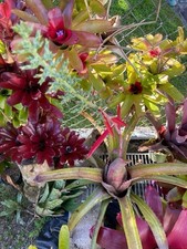 Bromeliad summer sale for sale  USA