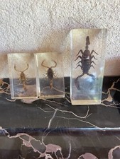 Résine inclusion insectes d'occasion  Martigues