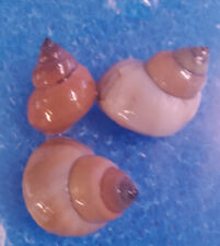 Lumaca filopaludina martensi usato  Vicovaro