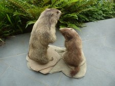 Murmeltier präparat jagdtroph gebraucht kaufen  Wietmarschen