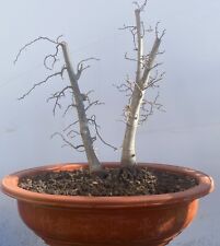 Bonsai olmo giapponese usato  Guiglia