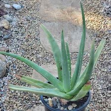 Aloe barbadensis aloe for sale  Fresno
