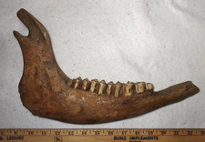 Bison right mandible for sale  USA