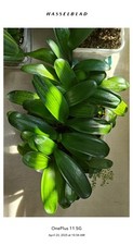 Young round head for sale  Novi