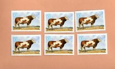 Zambia mnh simmental for sale  Fort Smith