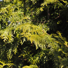 Drzewo życia Brabancja 125-150cm - Thuja occidentalis na sprzedaż  Wysyłka do Poland