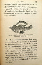 Rare vigne reconstitut d'occasion  France