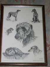 scottish deerhound for sale scottish deerhound for sale WARRINGTON