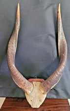 antelope horns for sale antelope horns for sale WELSHPOOL