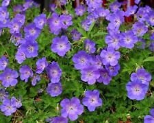 Geranium rozanne dauerblüher gebraucht kaufen  Goch