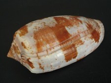 Usado, Padrão WoW...CONUS TULIPA~57,8mm~Madagascar SEASHELL  comprar usado Usado, Padrão WoW...CONUS TULIPA~57,8mm~Madagascar SEASHELL  comprar usado  Enviando para Brazil