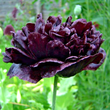 Black tree peony for sale  Beachwood