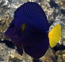 salt water aquarium for sale salt water aquarium for sale Flushing