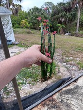 Devils backbone pink for sale  Port Charlotte