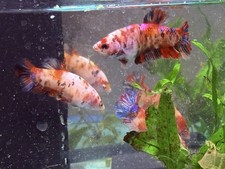 Female betta soroirity for sale  Tampa